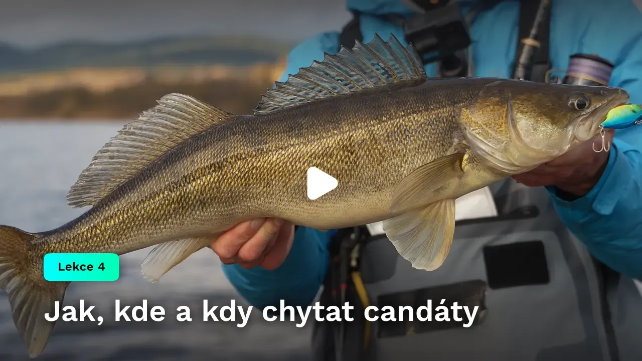 Jak, kde a kdy chytat candáty