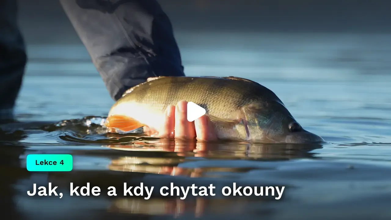 Jak, kde a kdy chytat okouny