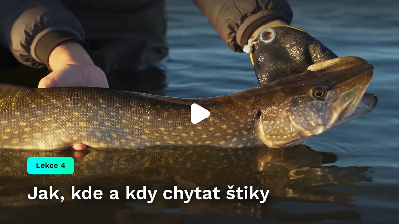Jak, kde a kdy chytat štiky