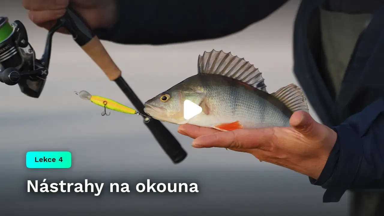 Nástrahy na okouna